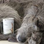 spendendose -glady
